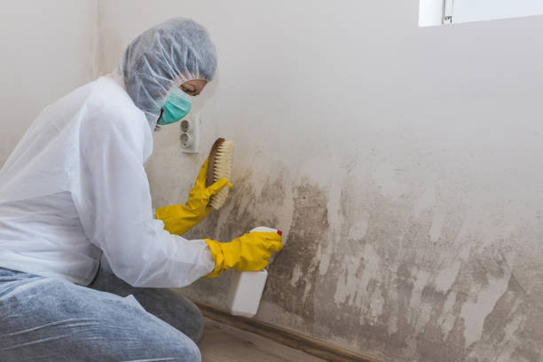 Best Industrial Mold Remediation in USA